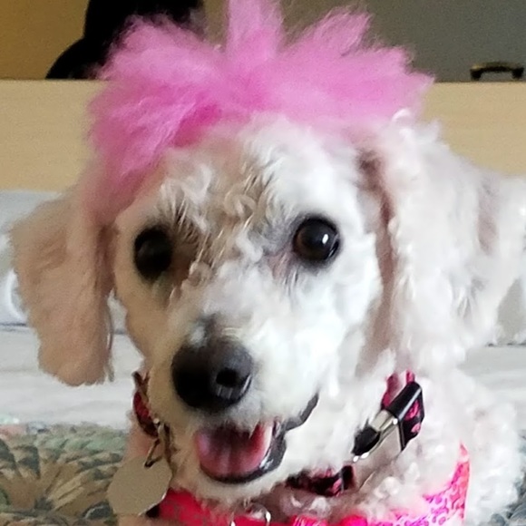 pinkmohawkdog